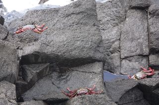 2021-03-GranCan-La_Isleta-PM-NN-13.JPG